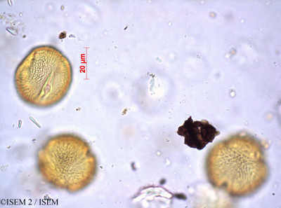 ISEM 2/Chironia_laxa_36497/Chironia_laxa_36497_0001(copy)_thumb.jpg